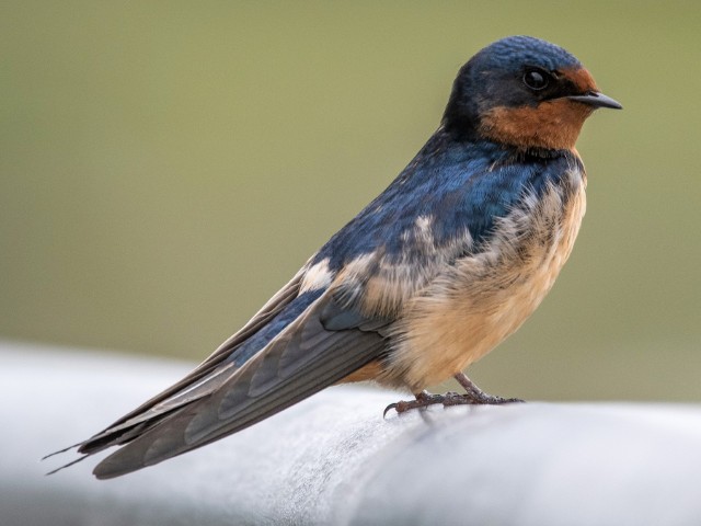 Wings of the Wild - Birds at Katarniaghat Image